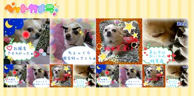 「ペットカメラ」シールイメージ