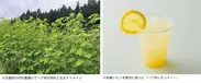 京都府の自社農場にてハブ茶の原料となるケツメイシ／有機レモンを贅沢に使った「ハブ茶レモンティー」