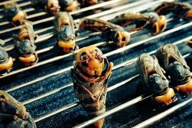 オオスズメバチロースト