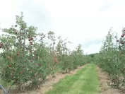 リンゴ約1万本、10種類のリンゴを栽培