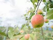 信州松本平で育ったリンゴは香り高く、濃い味が特徴