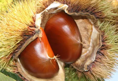 宮崎県奥日向の和栗