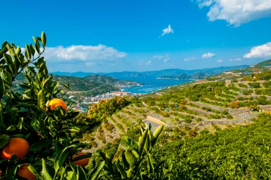 美味しいみかんに必要な3要素(太陽・海・段々畑)