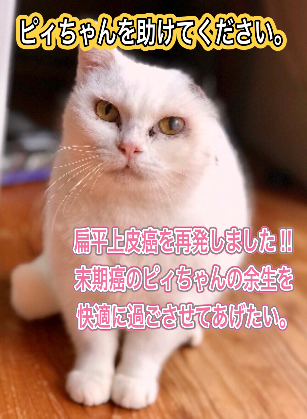 Img 326009 1