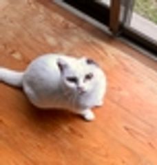 ピィちゃんの余生を快適に実行委員会のロゴ