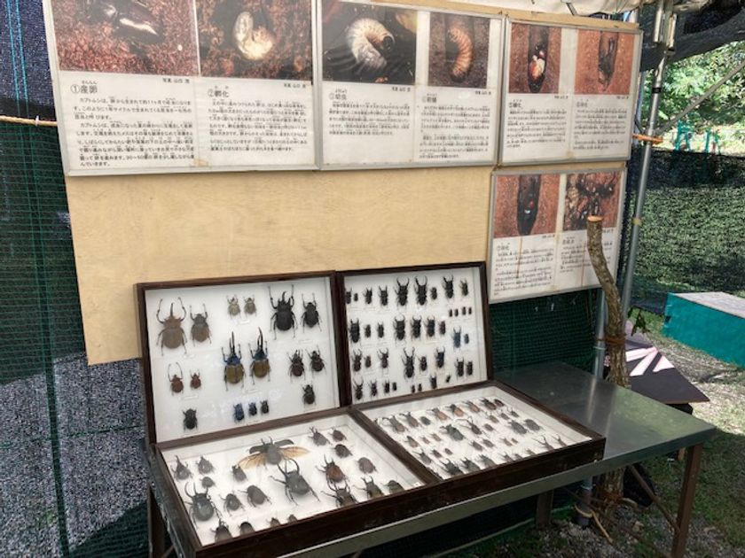 比叡山ドライブウェイ秋の企画
「かぶと虫の幼虫ふれあい体験」開催