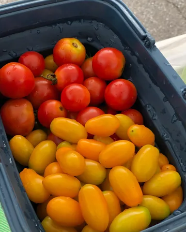 フルーツトマト