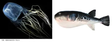 海洋の有毒動物