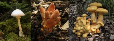 毒きのこいろいろ