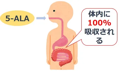 【5-ALA　体内吸収図】