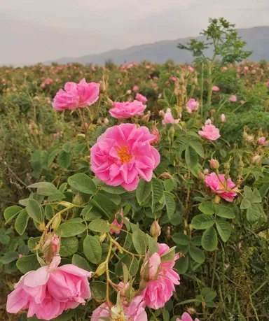 ブルガリアバラの谷　ダマスクローズ