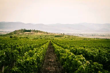 「ロシディ」ワイナリー