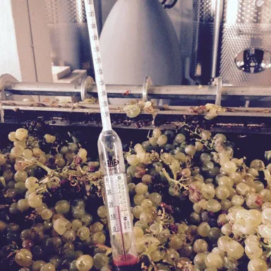 「ロシディ」ワイナリー_2