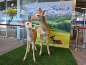 奈良鹿の模型