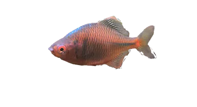 ニッポンバラタナゴ（きんたい）