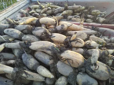 2021年収穫の当地の肥後レンコン