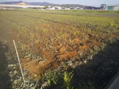 田面への微生物顆粒1トン敷設(2022年4月4日)