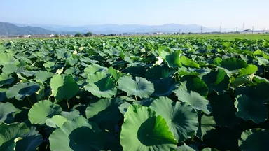 猛暑の盛夏期を無事越えた現地圃場