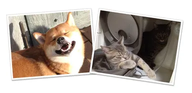 わんちゃんねこちゃんイメージ