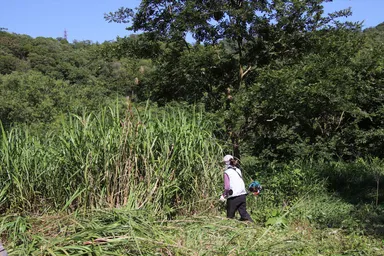 人の背丈よりも大きく育った草