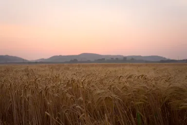 壱岐の深江田原平野