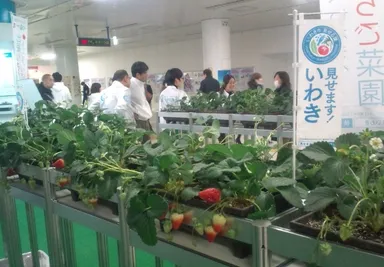 たわわに実ったいわきのいちご畑