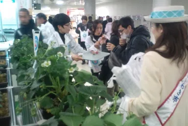 大粒のいちごをほおばる通行客