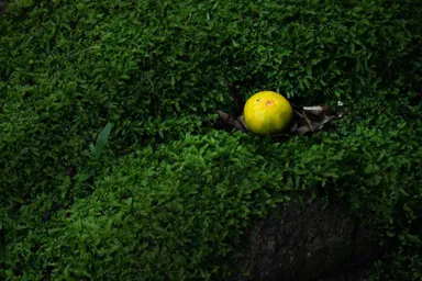 ベトナム パフォーマンス映像作品『Tangerine Womb』　／写真：山畑俊樹