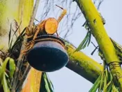 孔雀椰子の蜜はひとつひとつ手作業で採取されている