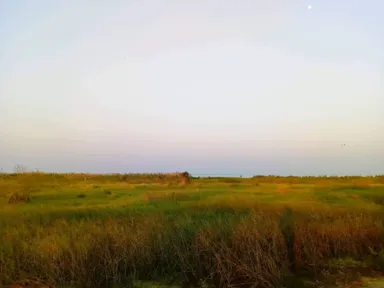 モリンガを植樹する土地