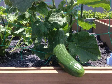 きゅうり栽培