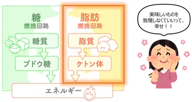 MCTオイルで太りにくい体質へ