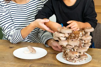 生しいたけ 収穫イメージ