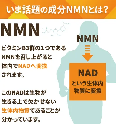 いま話題の成分NMNとは？