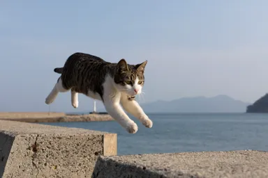 飛び猫写真6