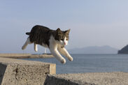 飛び猫写真6