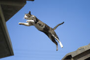 飛び猫写真10 