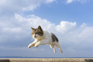 飛び猫写真3
