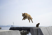 飛び猫写真4
