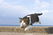 飛び猫写真5