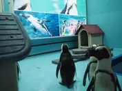 本物のペンギンに会えます