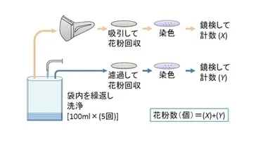 今回のマスク付着のスギ花粉回収と定量法