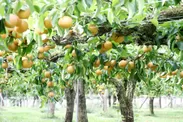 自然豊かな蔵王の梨畑