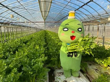 セロリ畑　収穫体験できます