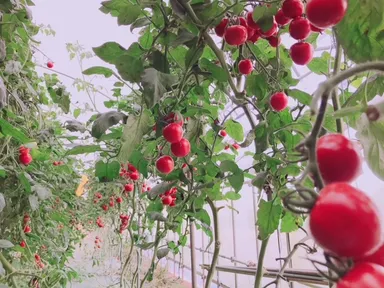 人気NO.1のミディトマト