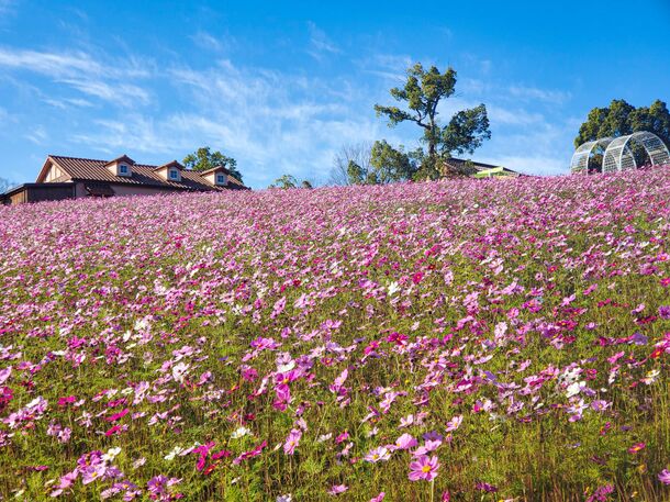フォトコンテストや花摘み体験を開催！大阪・ハーベストの丘「50万本の