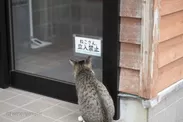 飲食店には猫は立入禁止