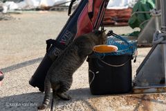 猫が魚をくわえた写真集 どら猫 が10月19日に発売 飛び猫合同会社のプレスリリース