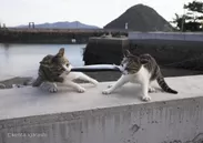 猫と魚1