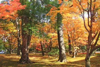 紅葉イメージ(訪問箇所周辺／兼六園)